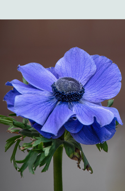 Anemoner