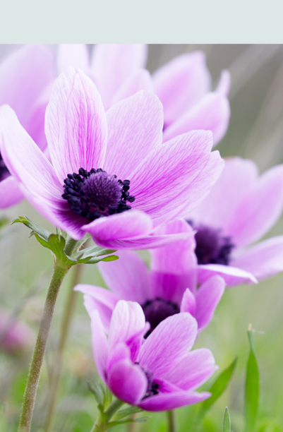 Anemoner
