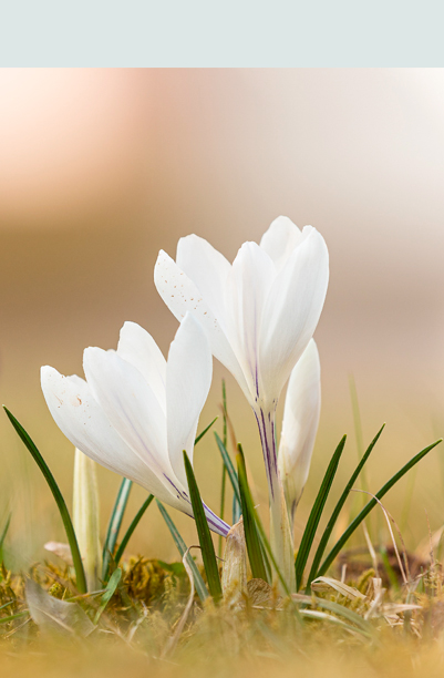 Krokus