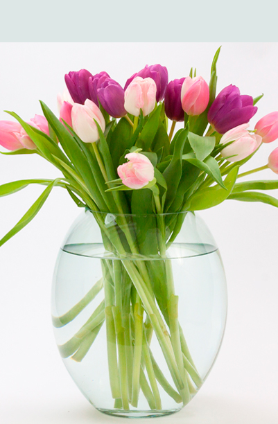 Flerårige Tulipaner