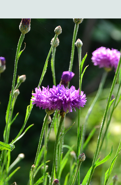 Hardy Annuals