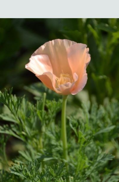 Orange/Gule Blomster