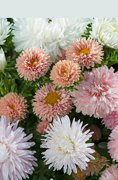 Sommerasters