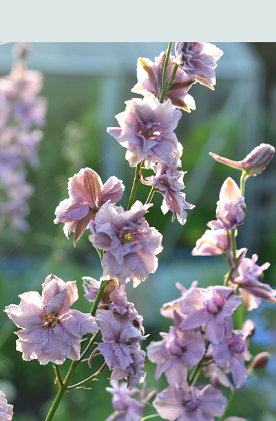 Sommerridderspore