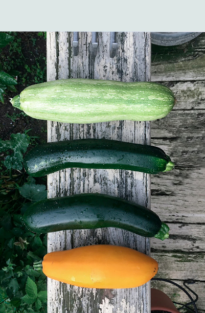 Squash & Græskar