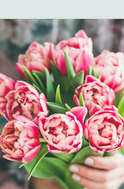 Tulipaner