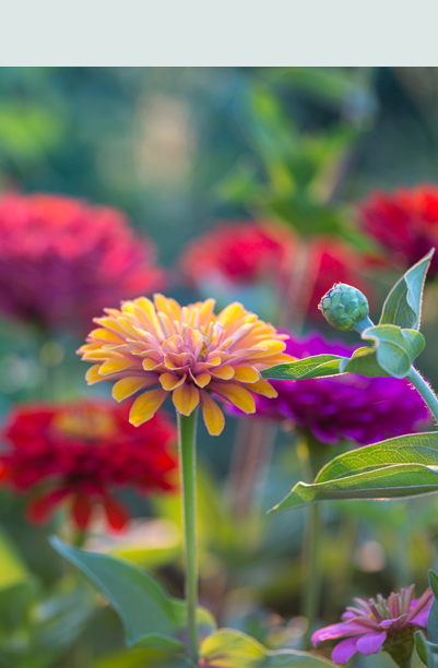 Zinnia