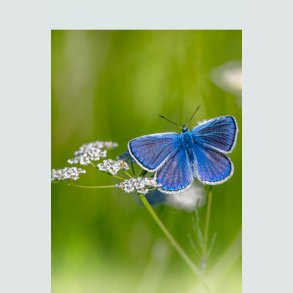 Bi - og Sommerfugleblomster