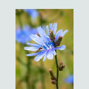 Hjemmehørende arter