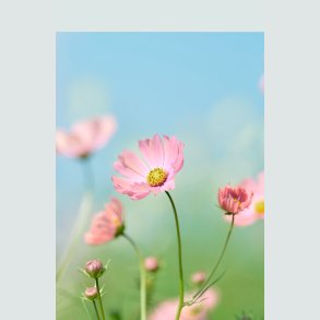 Cosmos