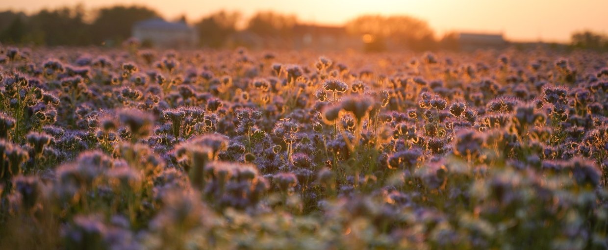 Så covercrop på bar jord 