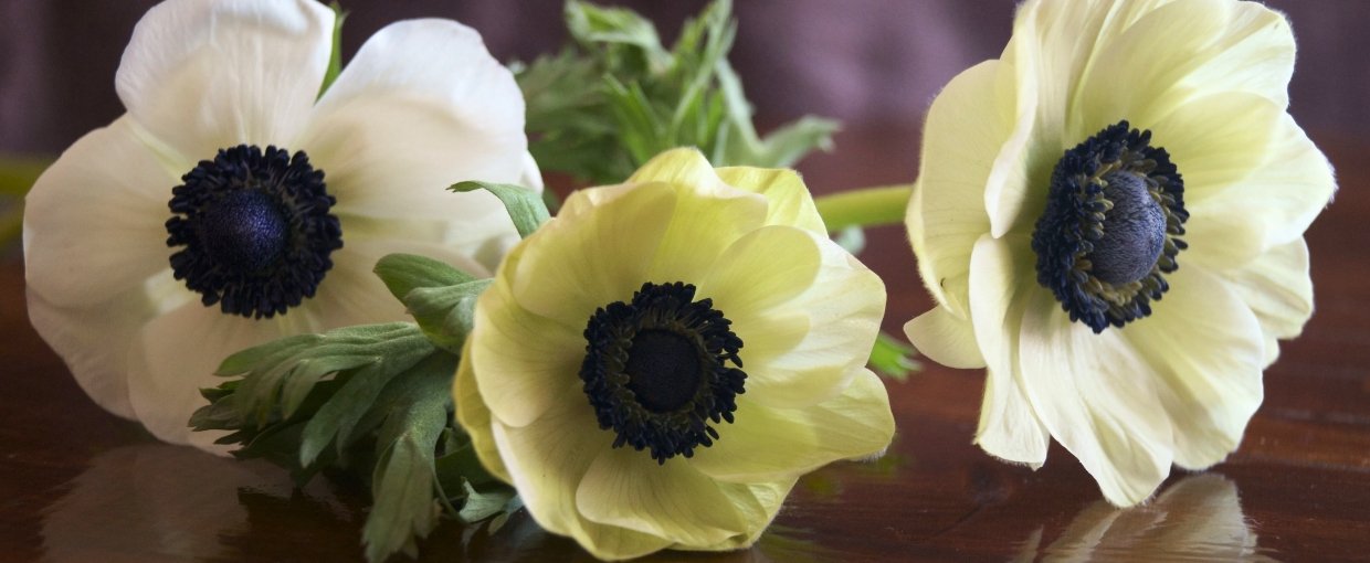 se vores franske anemoner