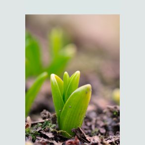 Økologiske Blomsterløg