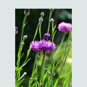Hardy Annuals
