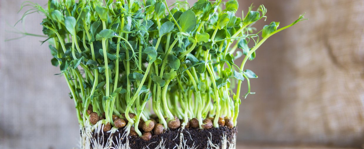 MIKROSPIRER - DYRKNING HELE ÅRET