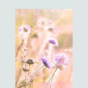 Økologiske Blomster