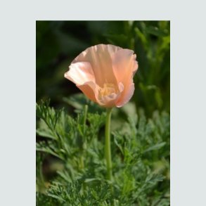 Orange/Gule Blomster