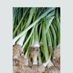 Porre & Løg