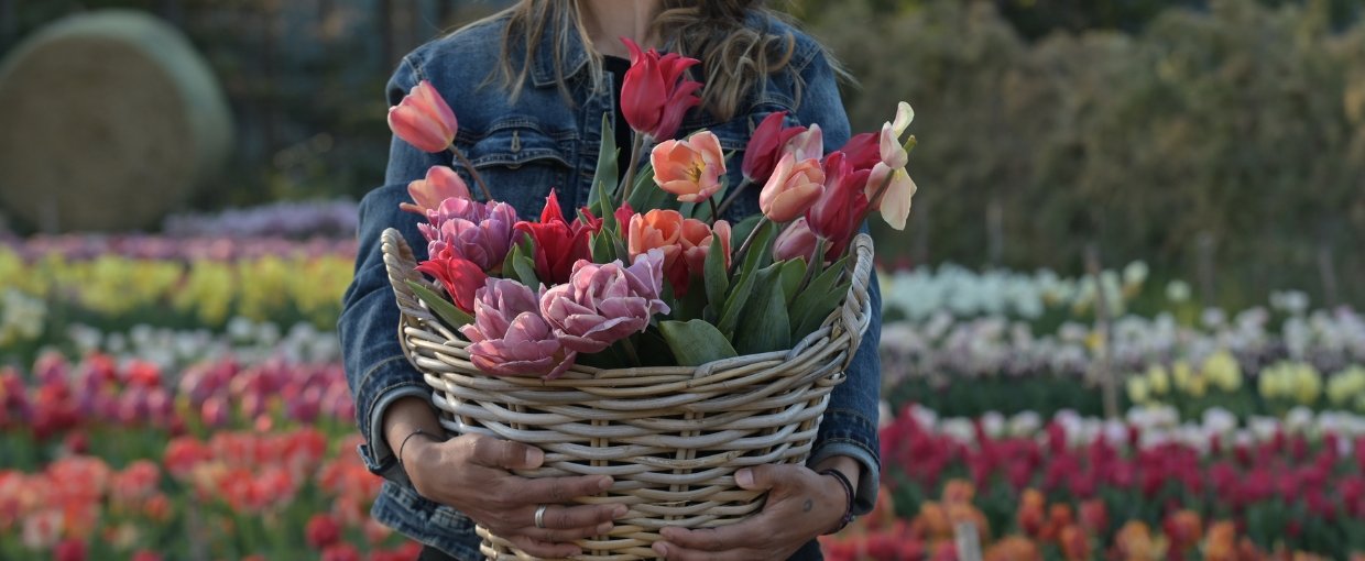 Forudbestil blomsterløg