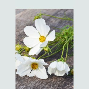 Sidste øjeblik - Blomster