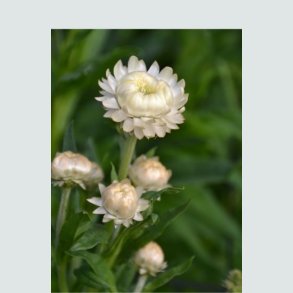 Hvid/Grønne Blomster