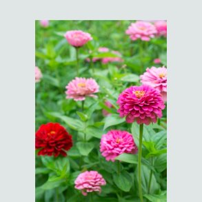 Zinnia