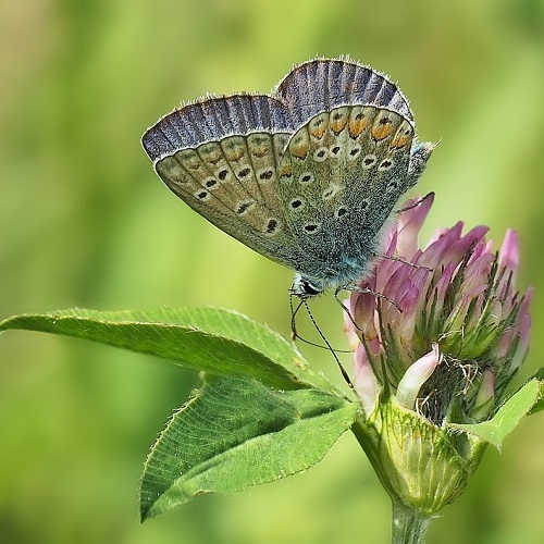Bi - og Sommerfugleblomster