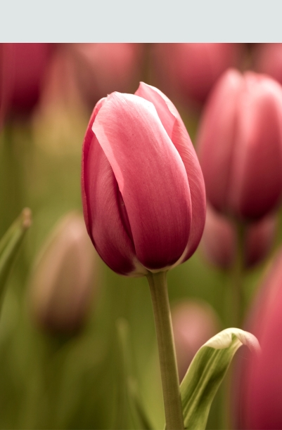 Blomsterl&oslash;g & Knolde 