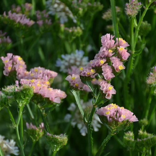 Statice Spirekassen ApS