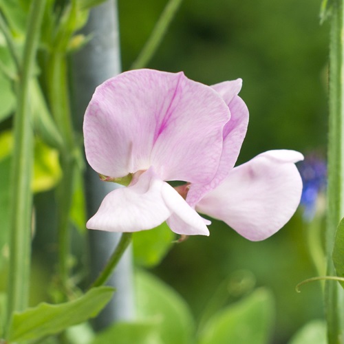 rteblomst 'Cuthbertson Lois' - XL