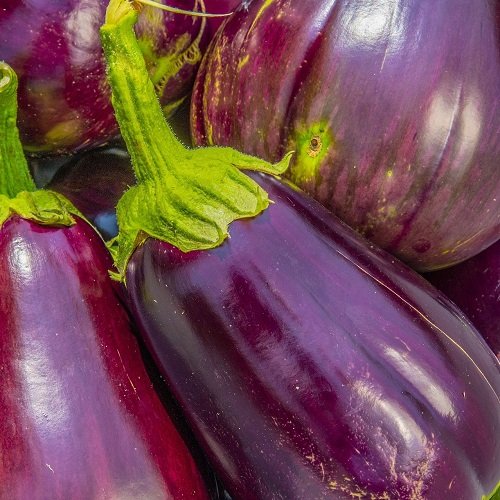 Aubergine 'Black Beauty' Arvesorter Spirekassen