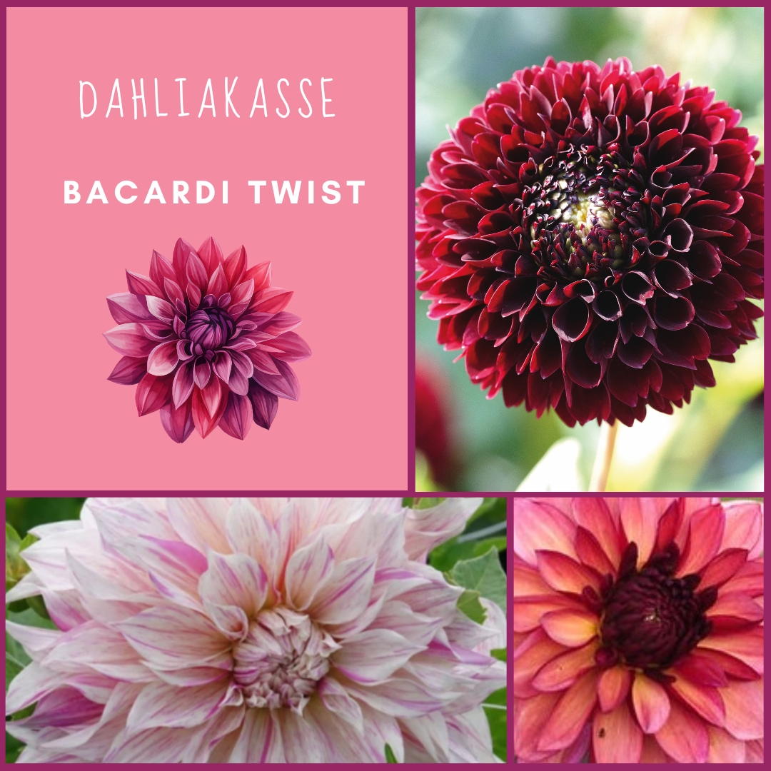 Dahliakasse Bacardi Twist