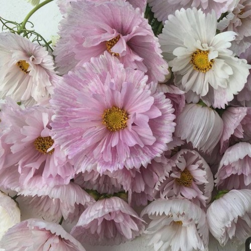 Cosmos  'Cupcakes Blush'