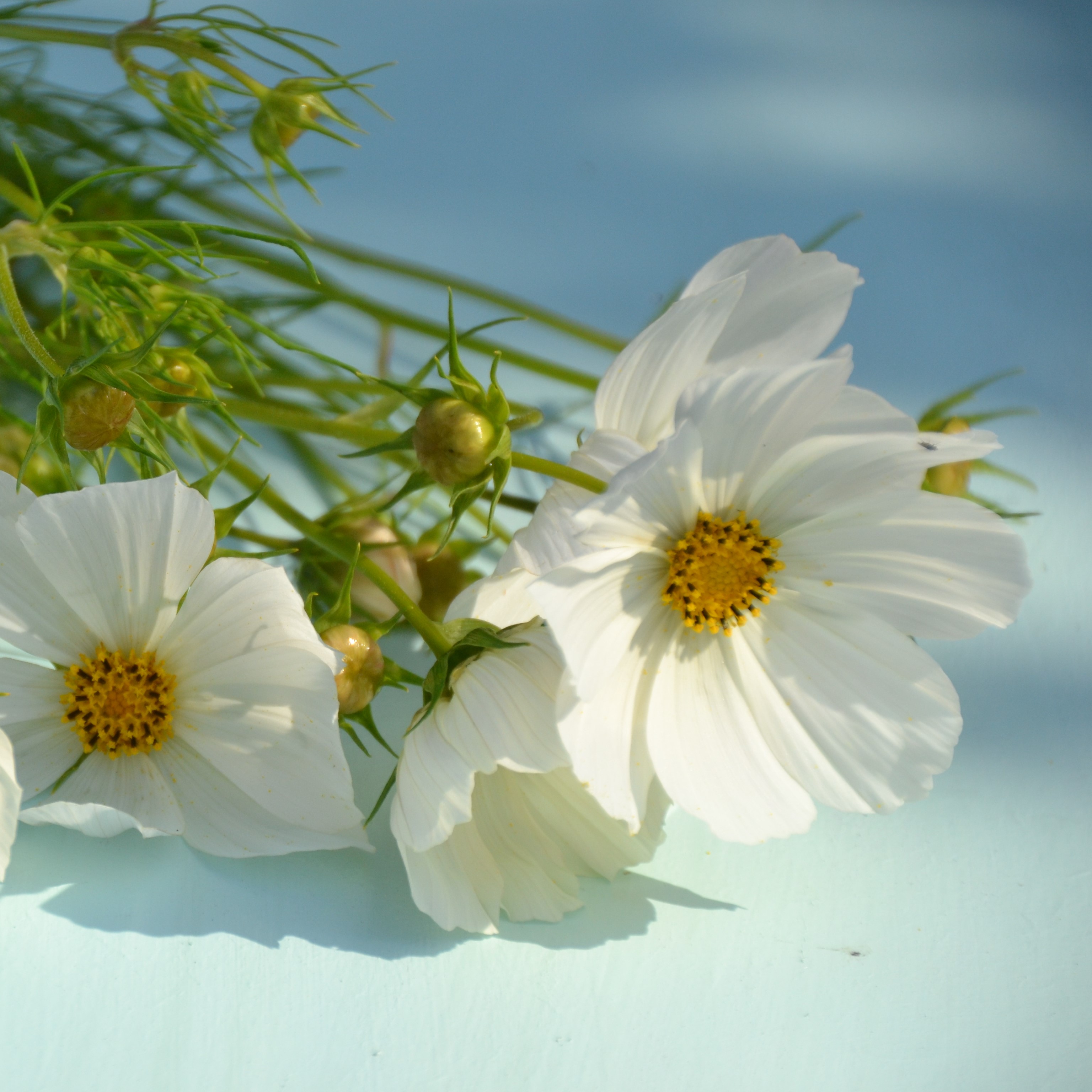 Cosmos Hvid - �kologisk