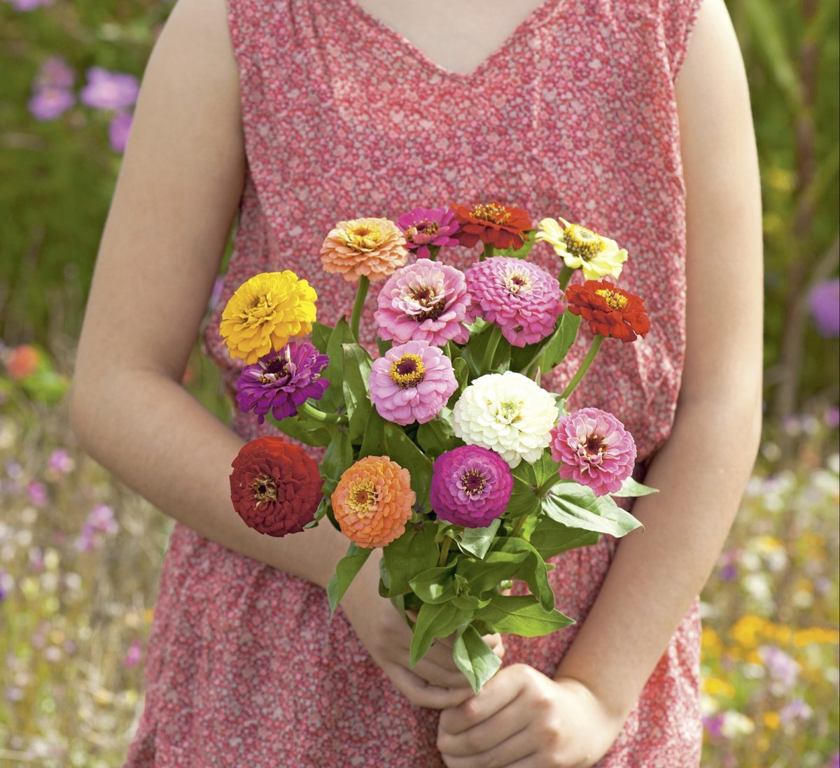 Zinnia 'Super Yoga' Zinnia Spirekassen