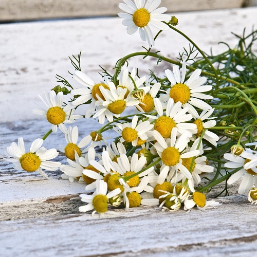 Kamille - Økologisk