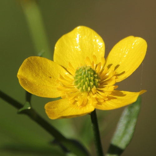 Knoldranunkel - Hjemmehørende