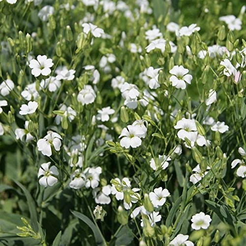 Konellike 'Hvid'- �kologisk