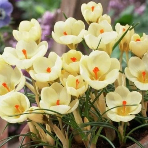 Krokus 'Cream Beauty'