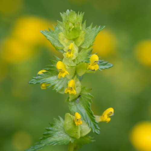 Liden skjaller - Hjemmehørende