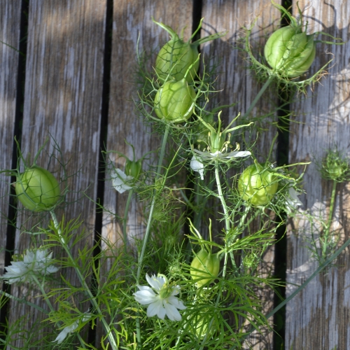Nigella 'Albion Green Pod'
