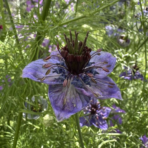Nigella 'Midnight'