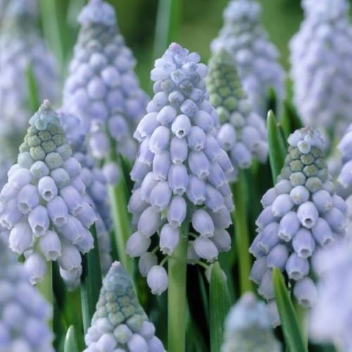 Perlehyacint  'Valerie Finnis'