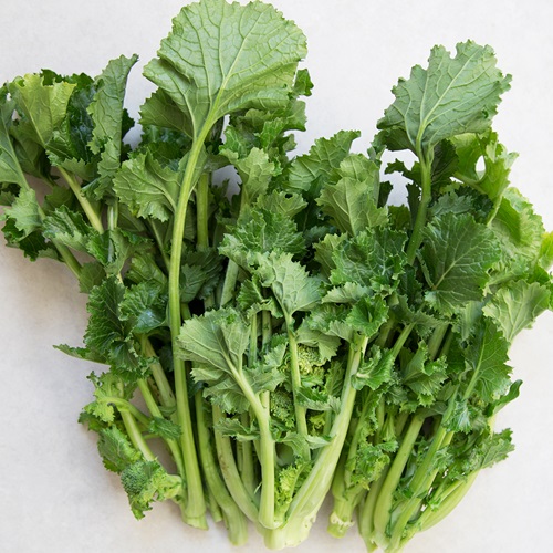 Rapini 'Cima Rapa'- kologisk