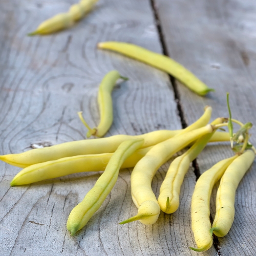 Stangb�nne 'Neckargold' - �kologisk