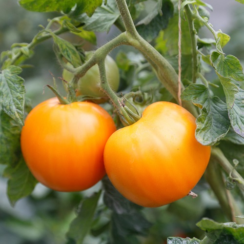 Tomat 'Orange  Gros Fruits'   - kologisk