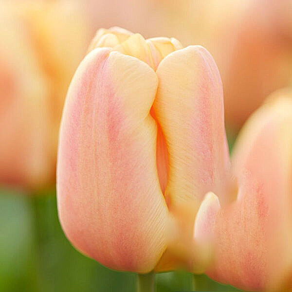 Tulipan 'Apricot Foxx'