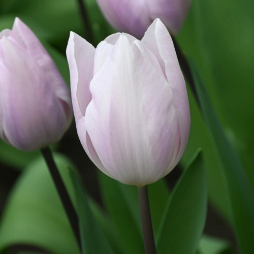 Tulipan 'Silver Cloud'
