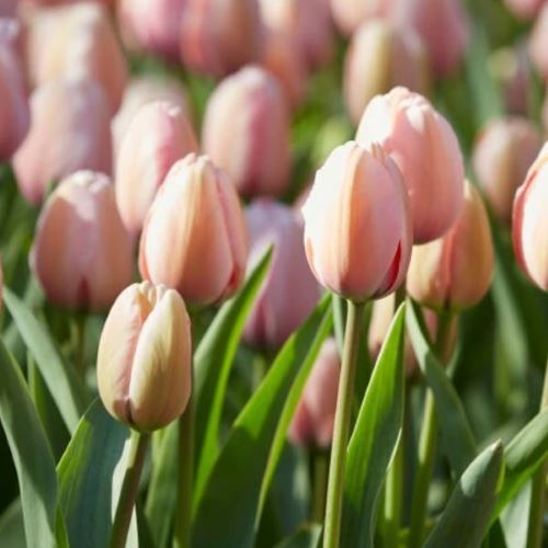 Tulipan 'Salmon impression'