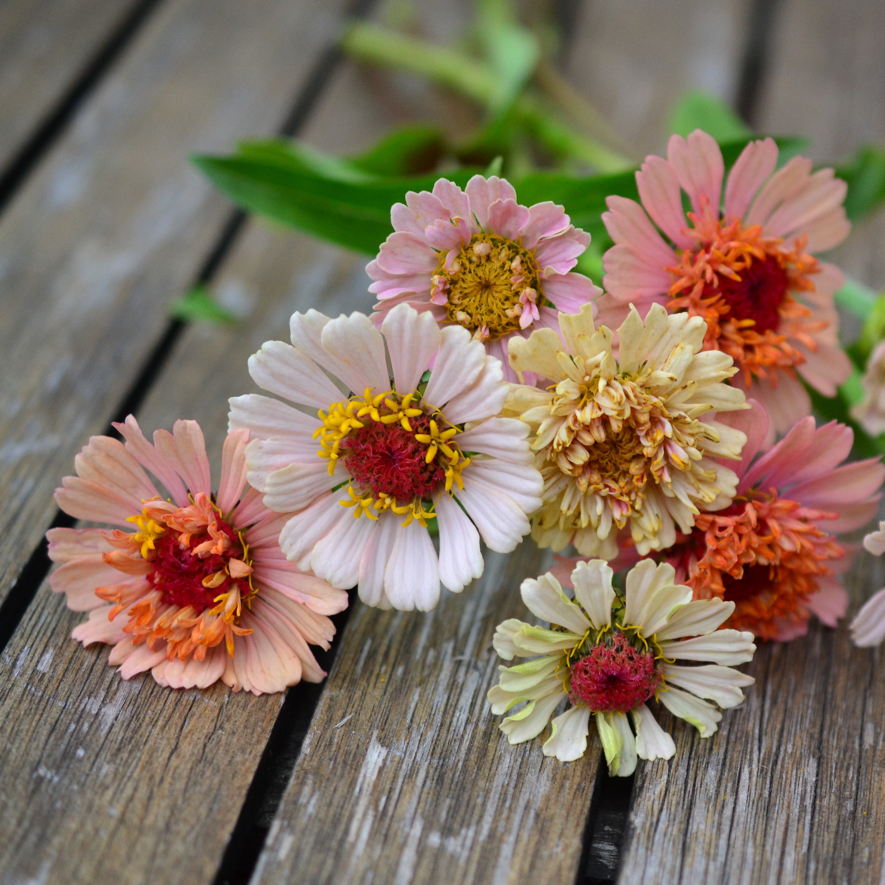  Zinnia 'Peaches & Cream'